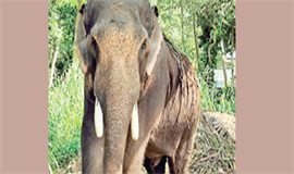 മ​ദ​കാ​ലം ക​ഴി​ഞ്ഞി​ട്ടും ഏ​വൂ​ർ  ക​ണ്ണ​നെ അ​ഴി​ക്കാ​നാ​കു​ന്നി​ല്ല
