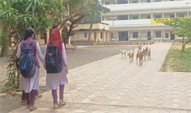 തെ​രു​വു​നാ​യ ശ​ല്യ​ം: വ​ല​ഞ്ഞ് വി​ദ്യാ​ർ​ഥി​ക​ൾ