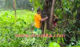 കാ​ട്ടാ​ന ആ​ക്ര​മ​ണ​ത്തി​നെ​തി​രെ നാ​ട്ടു​കാ​രു​ടെ  കൂ​ട്ടാ​യ്മ​യി​ൽ സോ​ളാ​ർ പ്ര​തി​രോ​ധം