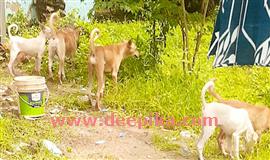 തെ​രു​വു​നാ​യ​്ക്കൾ വീ​ട്ടുവളപ്പിലും ഭീ​തി പ​ര​ത്തു​ന്നു