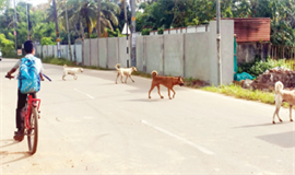 കു​ട്ട​നാ​ട്ടി​ല്‍ തെ​രു​വുനാ​യ ഭീ​ഷ​ണി