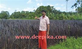 മ​ഴ​വി​ല്ല​ഴ​കുള്ള ന​സ​ർ​ബാ​ത്ത് നെ​ല്ല്  പൂ​വ​റ്റൂ​രിൽ വി​ള​യി​ച്ച്  സു​ബി​ത്ത്