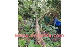 മരങ്ങള്‌ കടപുഴകി വീണു