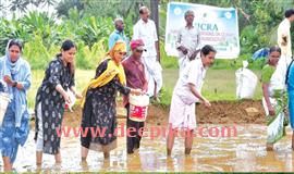 പ​ട്ടി​ത്ത​റ​യി​ല്‍ സ​മൂ​ഹ ഞാ​റ്റ​ടി​ തയാറാക്കലിനു തു​ട​ക്കം