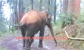 ബ​സി​നു​നേ​രേ കാ​ട്ടാ​ന​യു​ടെ ആ​ക്ര​മ​ണം