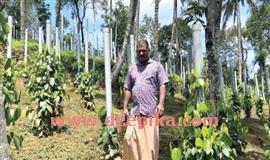 കു​രു​മു​ള​ക് കൃ​ഷി​യി​ൽ "പോ​ലീ​സ് മു​റ’
