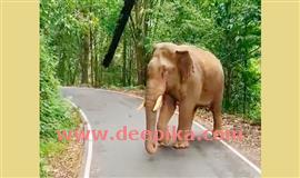 വ​ഴി​ത​ട​ഞ്ഞ് വീ​ണ്ടും ക​ബാ​ലി