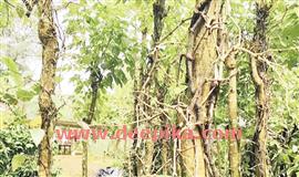 കു​രു​മു​ള​കി​നു രോ​ഗ​ബാ​ധ;  ആ​ശ​ങ്ക​യി​ൽ ക​ർ​ഷ​ക​ർ