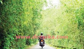 മ​ല​ങ്ക​ര ജ​ലാ​ശ​യതീ​ര​ത്ത് ദൃ​ശ്യ​ചാ​രു​ത പ​ക​ർ​ന്ന് മു​ള​ങ്കൂ​ട്ടം
