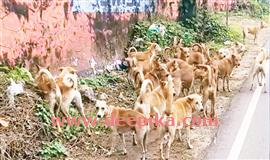 ഒ​രു ലോ​ഡ് തെ​രു​വുനാ​യ്ക്ക​ളെ  റോ​ഡി​ൽ ത​ള്ളി