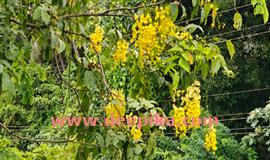 കാ​ലംതെ​റ്റി ക​ണി​ക്കൊ​ന്ന​ പൂ​ത്തു