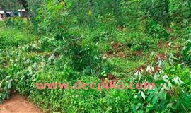 കാ​ട്ടു​പ​ന്നി​ ക​പ്പ​യും ചേ​മ്പും ന​ശി​പ്പി​ച്ചു