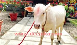 പൂ​ത​ക്കു​ഴി ക്ഷേ​ത്ര​ത്തി​ൽ  ഭ​ക്ത​രു​ടെ പ്രി​യ​താ​ര​മാ​യി  ഇ​നി അ​മ്പാ​ടി​യും