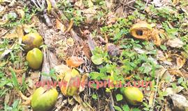കി​ഴ​ക്ക​ഞ്ചേ​രി​യു​ടെ മ​ല​യോ​ര​ങ്ങ​ളി​ൽ കു​ര​ങ്ങ്, പ​ന്നി​ശ​ല്യം അ​തി​രൂ​ക്ഷം