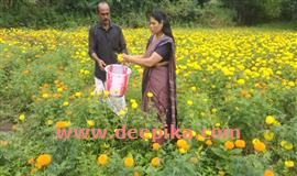 സ​മ്മി​ശ്രകൃ​ഷി​യി​ൽ വി​ജ​യം കൊ​യ്യാ​ൻ കു​റ്റി​പ്പ​ള്ളം ശിവ​ദാ​സ്