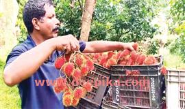 റം​ബു​ട്ടാ​ന്‍ കൃ​ഷി​യി​ല്‍ വി​ജ​യം കൊ​യ്ത്  തെ​ള്ളി​ത്തോ​ട് സ്വ​ദേ​ശി ഷി​ബു