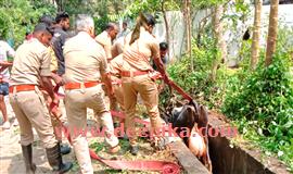 ഓ​ട​യി​ൽ വീ​ണ പ​ശു​വി​ന്  ര​ക്ഷ​ക​രാ​യി ഫ​യ​ർഫോ​ഴ​സ്