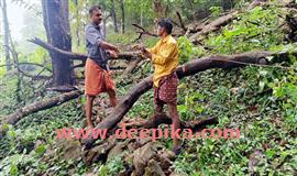 സൗ​രോ​ർ​ജ തൂ​ക്കു​വേ​ലി​യും വൈദ്യുതവേ​ലി​യും ത​ക​ർ​ത്ത് കാ​ട്ടാ​ന കൃ​ഷിന​ശി​പ്പി​ച്ചു