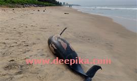 ക​ണ്ണൂ​ർ തീ​ര​ത്ത് ഡോ​ൾ​ഫി​നു​ക​ൾ  ച​ത്ത​ നി​ല​യി​ൽ
