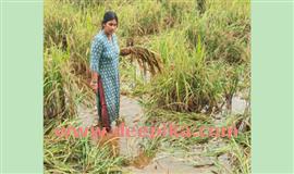 അ​വാ​ർ​ഡ് ജേ​താ​വാ​യ യു​വ​ക​ർ​ഷ​ക​യു​ടെ  നെ​ൽ​വ​യ​ലി​ൽ ക​ന​ത്ത നാ​ശം