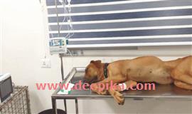 പാ​മ്പി​നെ കൊ​ന്ന് ഉ​ട​മ​യു​ടെ ജീ​വ​ന്‍ ര​ക്ഷി​ച്ച് റോ​ക്കി