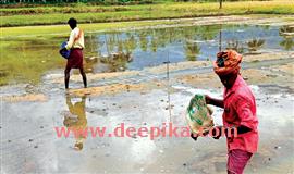 ഞാ​റ്റ​ടി​ക്കു പു​തി​യ വി​ത്തി​ന​ങ്ങ​ളു​ടെ  ല​ഭ്യ​ത​ക്കു​റ​വ് ക​ർ​ഷ​ക​ർ​ക്കു വി​ന​യാ​യി