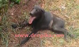 അ​പ​ക​ട​ത്തി​ൽ​പ്പെ​ട്ട നാ​യ​ക്കു​ട്ടി​ക്ക്  ബം​ഗ​ളൂ​രു​വി​ൽ വി​ദ​ഗ്ധ ചി​കി​ത്സ