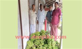 മ​റു​നാ​ട​ൻ വാ​ഴ​ക്കു​ല​ക​ൾ സു​ല​ഭം;  നാ​ടന്് വി​ല​യി​ല്ല