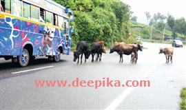 ദേ​ശീ​യപാ​ത​യി​ൽ ദു​രി​ത​മാ​യി വ​ള​ർ​ത്തുമൃ​ഗ​ങ്ങ​ളു​ടെ മാ​ർ​ച്ച്