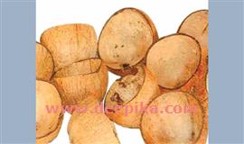 ചി​ര​ട്ട​യാ​ണ്  ഇ​പ്പോ​ൾ താ​രം ദേവരാജൻ പൂച്ചാക്കൽ