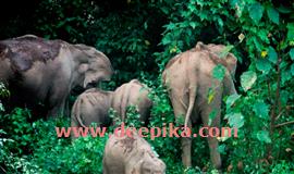ആ​റ​ളം പു​നര​ധി​വാ​സ മേ​ഖ​ല​യി​ലെ പ​ത്ത് ആ​ന​ക​ളെ കാ​ട്ടി​ലേ​ക്ക് തു​ര​ത്തി
