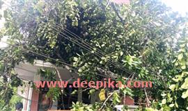 കാറ്റും മഴയും: മ​രം വീ​ണ് ത​ല​വ​ടി​യി​ല്‍ വീ​ട് ത​ക​ര്‍​ന്നു; ഗ​താ​ഗ​തം ത​ട​സ​പ്പെ​ട്ടു