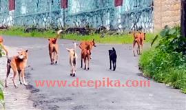 െവള്ളി​ക്കു​ള​ങ്ങ​ര​യി​ല്‍ കു​ട്ടി​ക​ളെ വ​ര​വേ​ല്‍​ക്കാ​ന്‍  റോ​ഡു​നി​റ​യെ കു​ഴി​ക​ളും തെ​രു​വു​നാ​യ്ക്ക​ളും