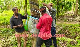 റ​ബർതോ​ട്ട​ങ്ങ​ളി​ൽ മ​ഴ​മ​റ സ്ഥാ​പി​ക്കൽ തകൃതി