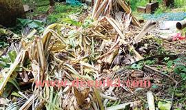 പു​ളി​യ​മ്പു​ള്ളി​യി​ൽ കാ​ട്ടാ​ന​ശ​ല്യം രൂ​ക്ഷം;  പ്ര​ദേ​ശ​വാ​സി​ക​ൾ ദു​രി​ത​ത്തി​ൽ