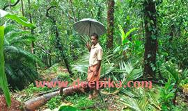 കാ​ലാ​ങ്കി​യി​ൽ കാ​ട്ടാ​ന; വ്യാ​പ​ക​മാ​യി കൃ​ഷി ന​ശി​പ്പി​ച്ചു