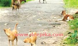 മാന്നാറിൽ തെരുവുനായ്ക്കൾ വിലസുന്നു
