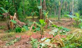 കാ​ട്ടാ​ന​ക​ളി​റ​ങ്ങി കൃ​ഷി​ന​ശി​പ്പി​ച്ചു