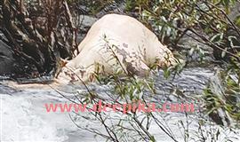 പാ​ല​ക്ക​യം ഇ​രു​ന്പാ​മു​ട്ടി പു​ഴ​യി​ൽ  കാട്ടാ​ന​യു​ടെ അ​ഴു​കി​യ ജ​ഡം