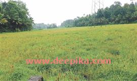 വി​ല​യു​മി​ല്ല, ന​ഷ്ട​പ​രി​ഹാ​ര​വു​മി​ല്ല നെ​ൽ​കൃ​ഷി ഉ​പേ​ക്ഷി​ച്ച് ക​ർ​ഷ​ക​ർ