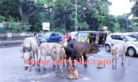 അ​യ്യ​ന്തോ​ളി​ൽ തെ​രു​വു​ക​ന്നു​കാ​ലി​ക​ളാ​ണ് പ്ര​ശ്നം