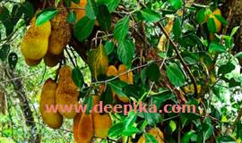ച​ക്ക​യ്ക്ക് വീ​ണ​ടി​യാ​ൻ ത​ന്നെ വി​ധി