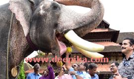 കൊ​ച്ചി​ൻ ദേ​വ​സ്വം ബോ​ർ​ഡി​ന്‍റെ ആ​ന​ക​ൾ​ക്കു സു​ഖ​ചി​കി​ത്സ