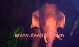 ആ​റ​ളം പു​ന​ര​ധി​വാ​സ മേ​ഖ​ലയിൽ കാ​ട്ടാ​ന വീണ്ടും  കൃ​ഷി ന​ശി​പ്പി​ച്ചു