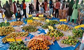കാ​ഴ്ച​യും രു​ചി​ഭേ​ദ​ങ്ങ​ളു​മാ​യി മ​ന​സു​നി​റ​ച്ച് മാം​ഗോ ഫെ​സ്റ്റ്