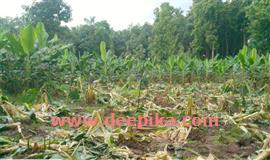മൂ​ത്തേ​ടം ബാ​ലം​കു​ള​ത്ത് കാ​ട്ടാ​ന​ക്കൂ​ട്ടമിറങ്ങി: യു​വ​ക​ര്‍​ഷ​ക​ന്‍റെ വാ​ഴ​ത്തോ​ട്ടം ത​ക​ര്‍​ന്നു
