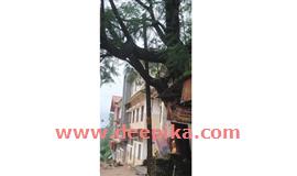 വ​ൻ മ​രം അ​പ​ക​ട ഭീ​ഷ​ണി  ഉ​യ​ർ​ത്തു​ന്നു