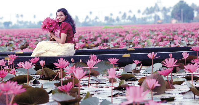 പി​രി​യാ​ൻ മ​ടി​ക്കു​ന്ന വ​സ​ന്തം... കോ​ട്ട​യം ജി​ല്ല​യി​ൽ ആ​ന്പ​ൽ​വ​സ​ന്ത​ത്തി​ന് പേ​രു​കേ​ട്ട മ​ല​രി​ക്ക​ലി​ൽ പൂ​ക്ക​ളു​ടെ സീ​സ​ണ്‍ ക​ഴി​ഞ്ഞു. ഏ​താ​നും കി​ലോ​മീ​റ്റ​ർ അ​ക​ലെ മ​ല​രി​ക്ക​ൽ ഇ​റ​ന്പം പാ​ട​ത്ത് ഇ​പ്പോ​ഴും ആ​ന്പ​ൽ പൂ​ക്ക​ളു​ടെ ഉ​ത്സ​വ​മാ​ണ്. ടൂ​റി​സ്റ്റു​ക​ൾ​ക്ക് എ​ത്തി​ച്ചേ​രാ​നു​ള്ള റോ​ഡ് ഇ​ല്ലാ​ത്ത​താ​ണ് ഒ​രു കു​റ​വ്. ആ​ന്പ​ൽ പാ​ട​ങ്ങ​ളെ​ല്ലാം വെ​ള്ളം വ​റ്റി​ക്കാ​നു​ള്ള പ​ന്പു​ക​ൾ സ്ഥാ​പി​ച്ചു​ക​ഴി​ഞ്ഞു. ഇ​നി അ​വ​യെ​ല്ലാം നെ​ൽ​വ​യ​ലു​ക​ളാ​യി മാ​റും. പി​ന്നെ ഒ​രു വ​ർ​ഷ​ത്തെ കാ​ത്തി​രി​പ്പാ​ണ് ആ​ന്പ​ൽ വി​ത്തു​ക​ൾ​ക്കും, ആ​സ്വാ​ദ​ക​ർ​ക്കും. മ​ല​രി​ക്ക​ൽ ഇ​റ​ന്പ​ത്തു​നി​ന്നു​ള്ള പ്ര​ഭാ​ത കാ​ഴ്ച.