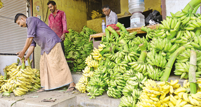 കോ​​ട്ട​​യം മാ​​ര്‍​ക്ക​​റ്റി​​ലെ പ​​ഴ​​ക്ക​​ട​​യി​​ല്‍ വി​​ല്‍​പ്പ​​ന​​യ്ക്കാ​​യി എ​​ത്തി​​ച്ചി​​രി​​ക്കു​​ന്ന ഞാ​​ലി​​പ്പൂവ​​ന്‍ വാ​​ഴ​​ക്കു​​ല​​ക​​ള്‍.