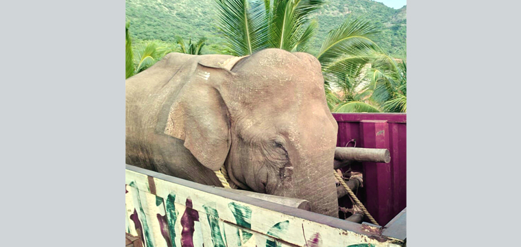 ത​മി​ഴ്നാ​ട് വ​നം​വ​കു​പ്പ്  മ​യ​ക്കു​വെ​ടി വ​ച്ചു പി​ടി​കൂ​ടി​യ അ​രി​ക്കൊ​ന്പ​നെ വ​നം​വ​കു​പ്പി​ന്‍റെ ആ​നി​മ​ൽ ആം​ബു​ല​ൻ​സി​ൽ ക​യ​റ്റി​യ​പ്പോ​ൾ.